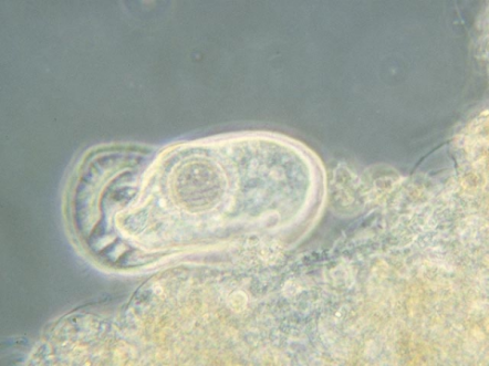 Image007